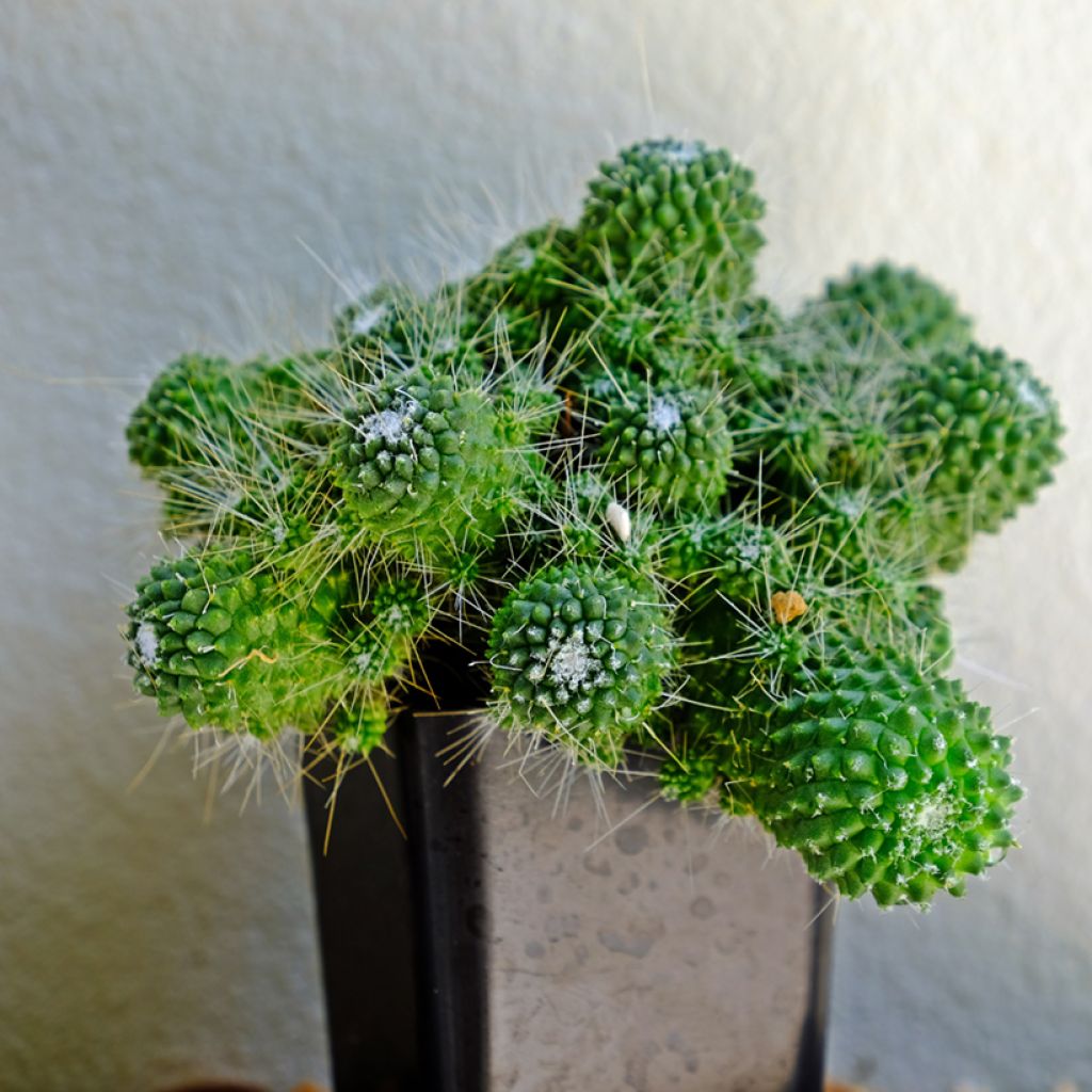 Mammillaria spinosissima Un Pico - Cactus