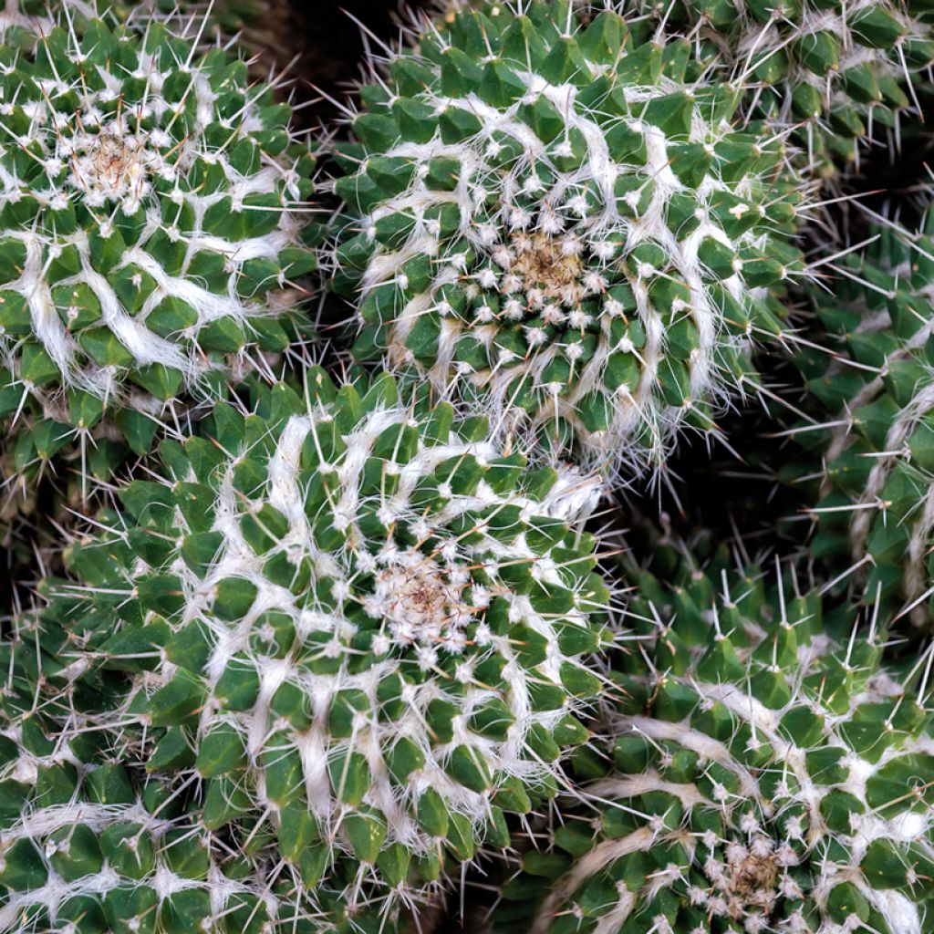 Mammillaria compressa - Mother of hundreds cactus