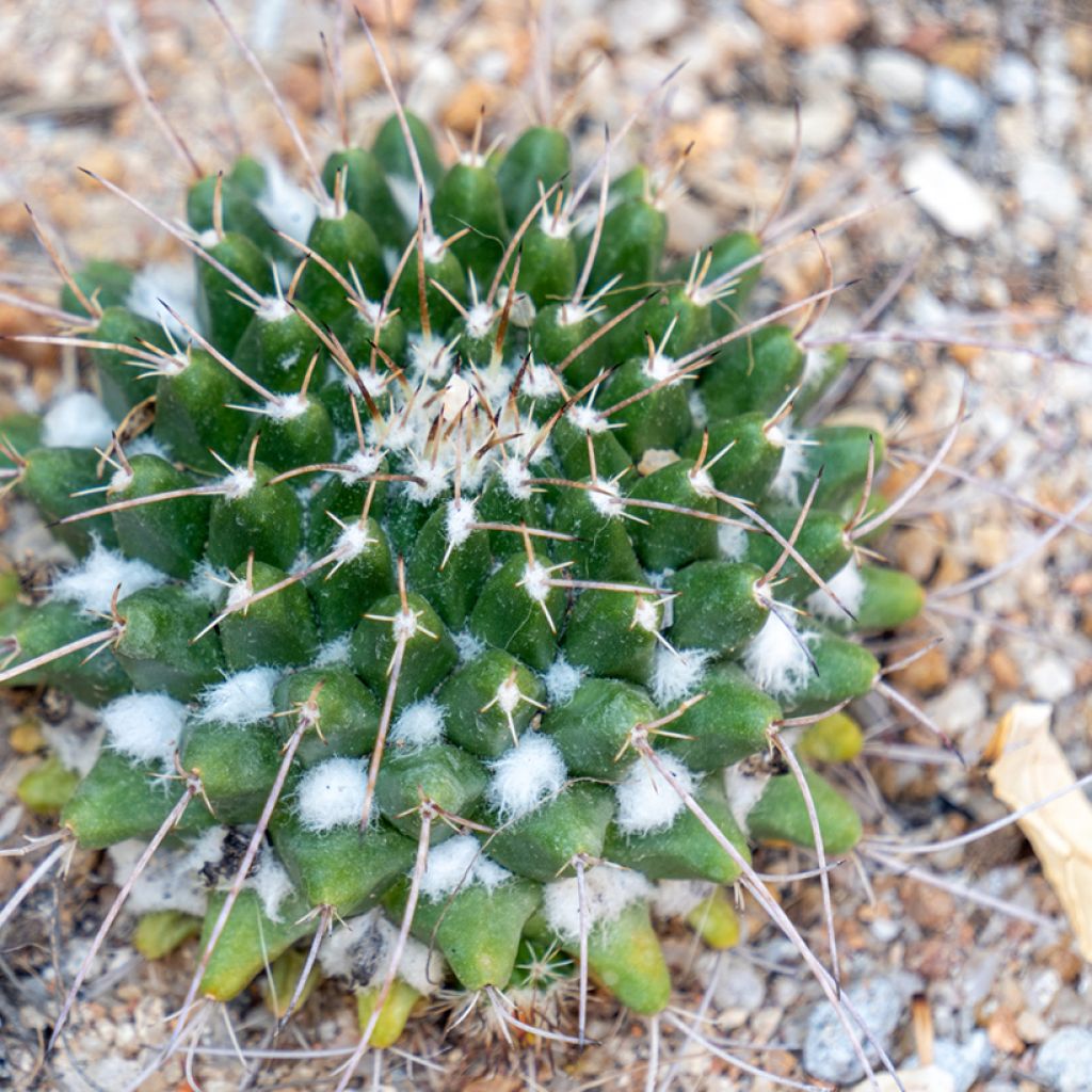 Mammillaria compressa - Mother of hundreds cactus