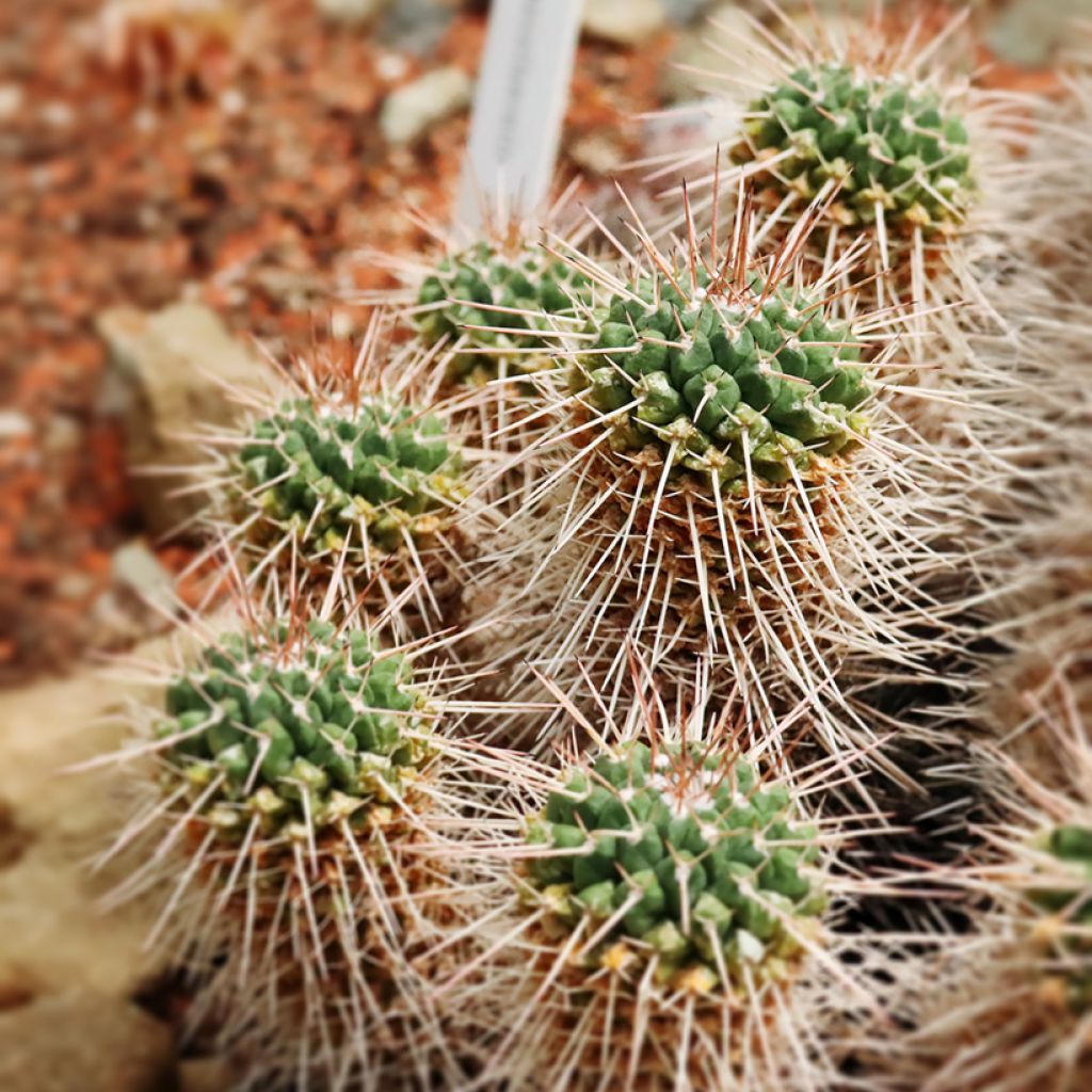 Mammillaria compressa - Mother of hundreds cactus
