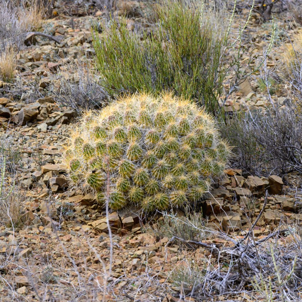 Mammillaria compressa - Mother of hundreds cactus
