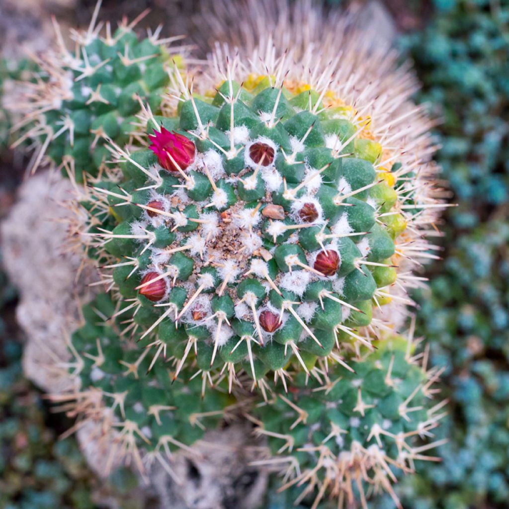 Mammillaria compressa - Mother of hundreds cactus