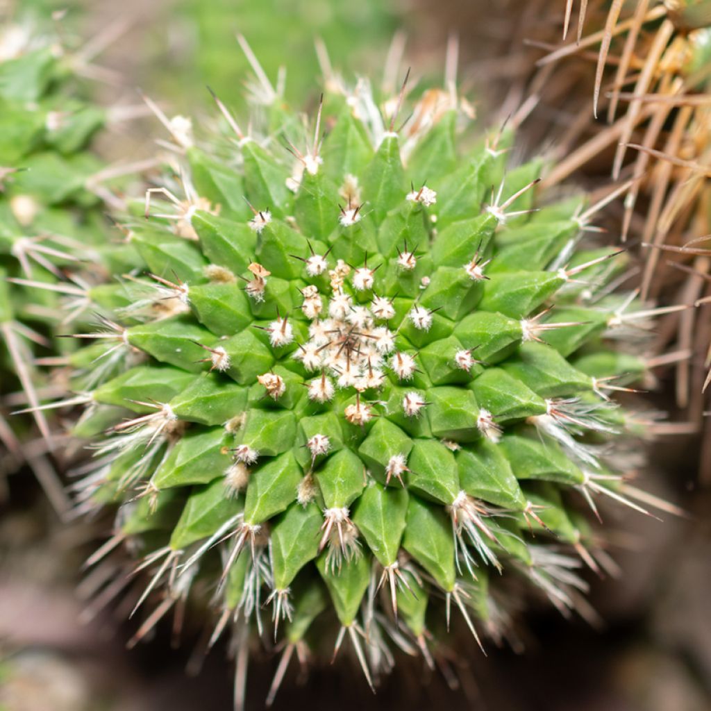 Mammillaria compressa - Mother of hundreds cactus