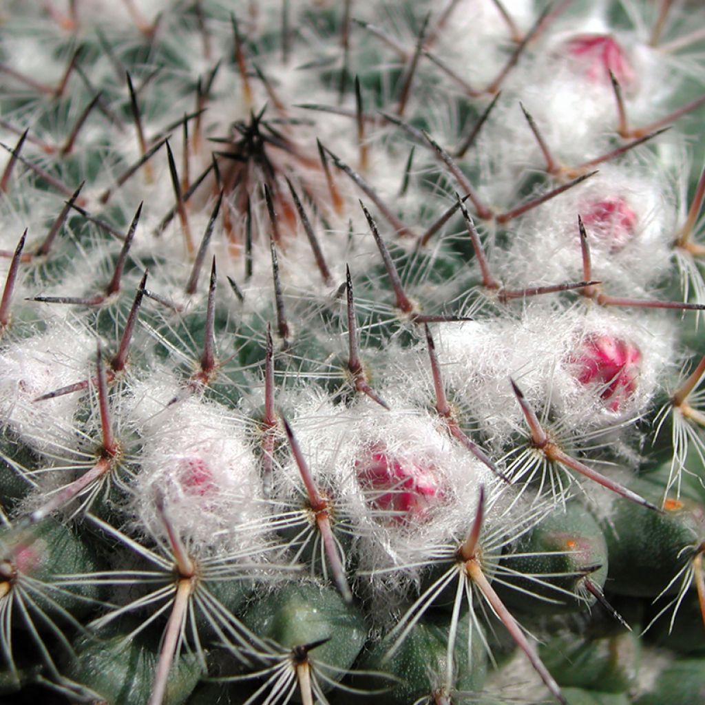 Mammillaria compressa - Mother of hundreds cactus