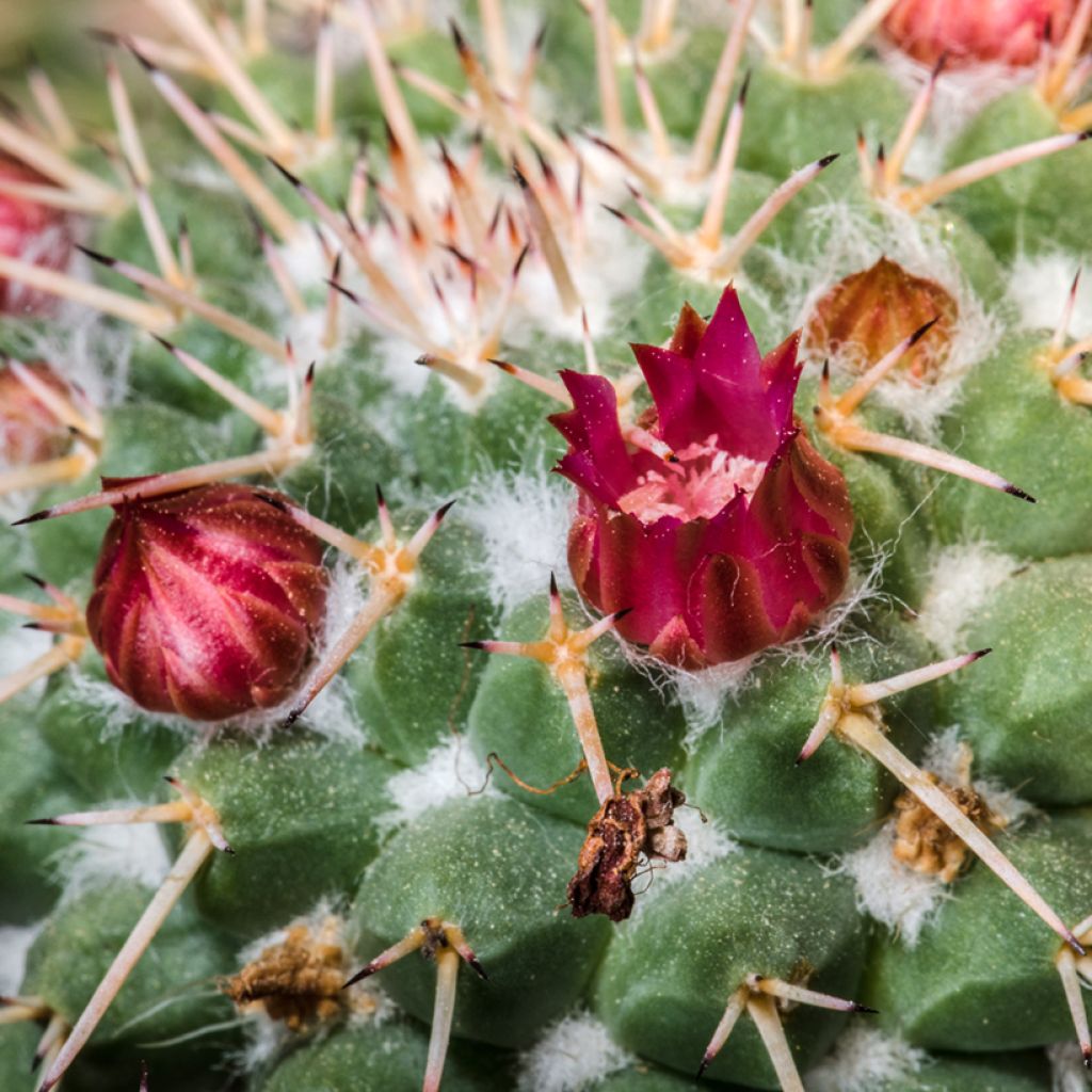 Mammillaria compressa - Mother of hundreds cactus