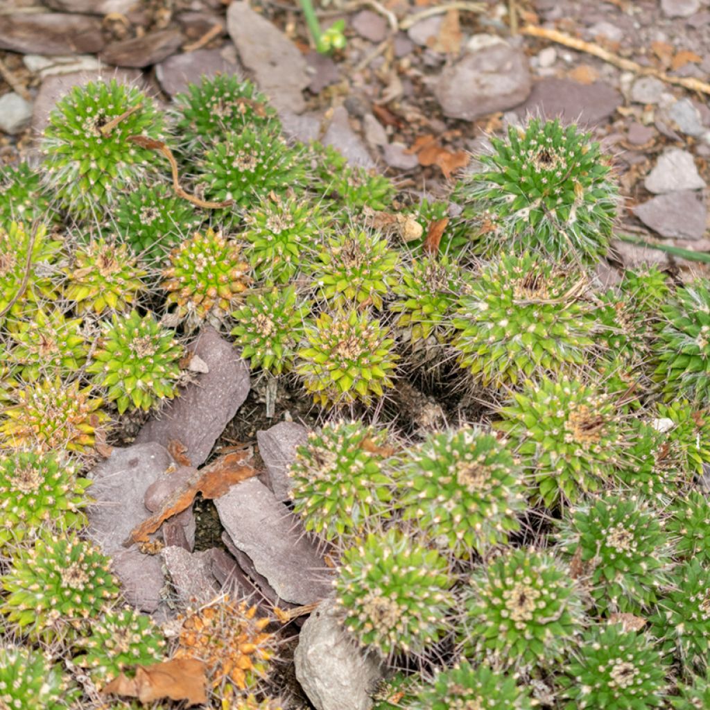 Mammillaria compressa - Mother of hundreds cactus