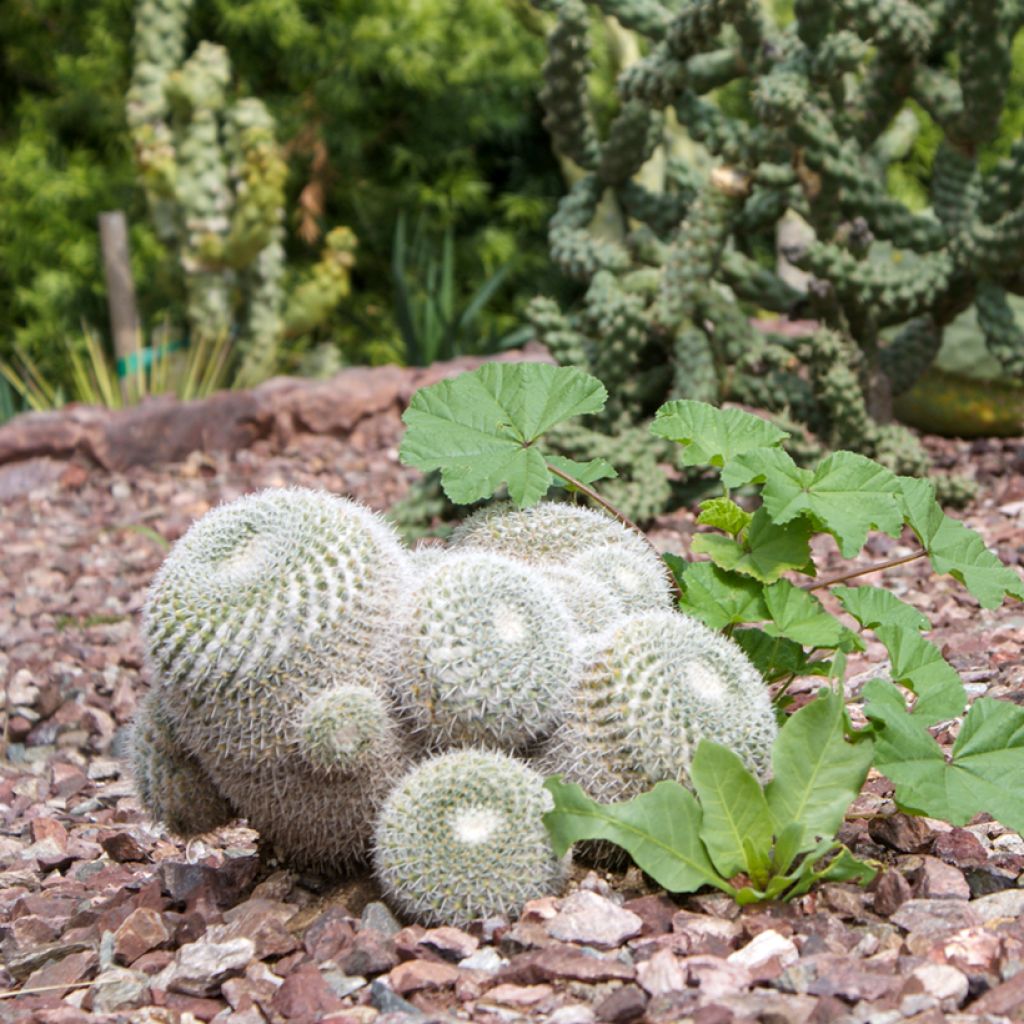 Mammillaria hahniana - Old lady cactus