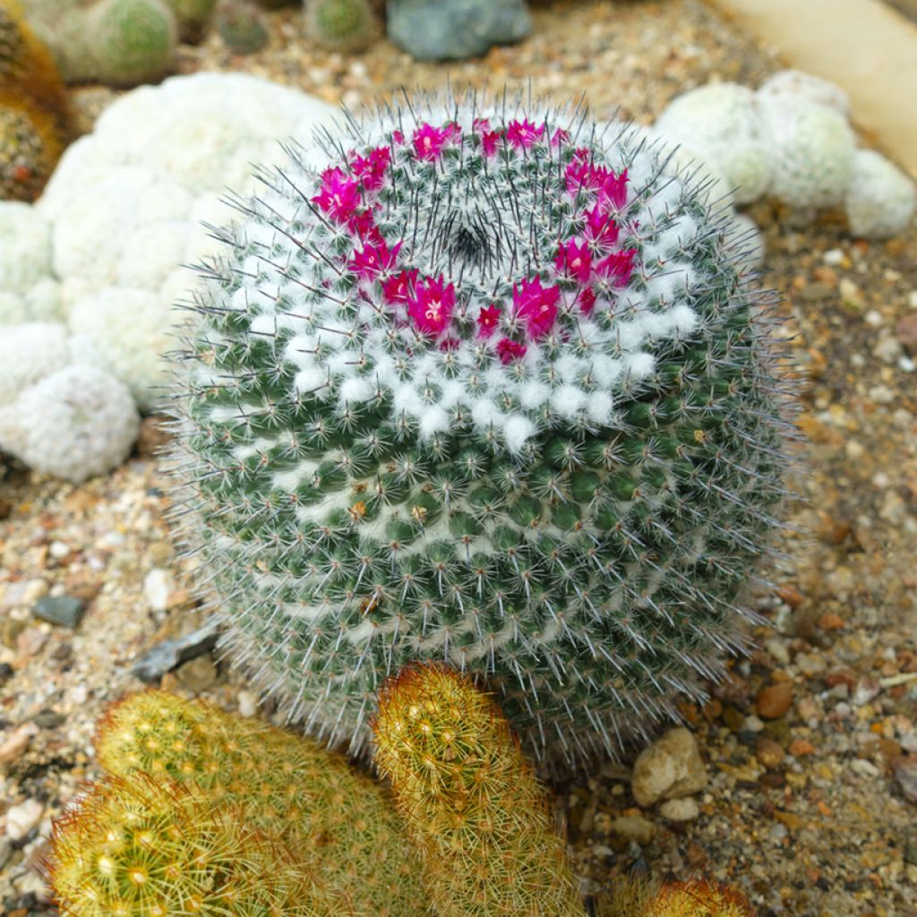 Mammillaria hahniana - Old lady cactus