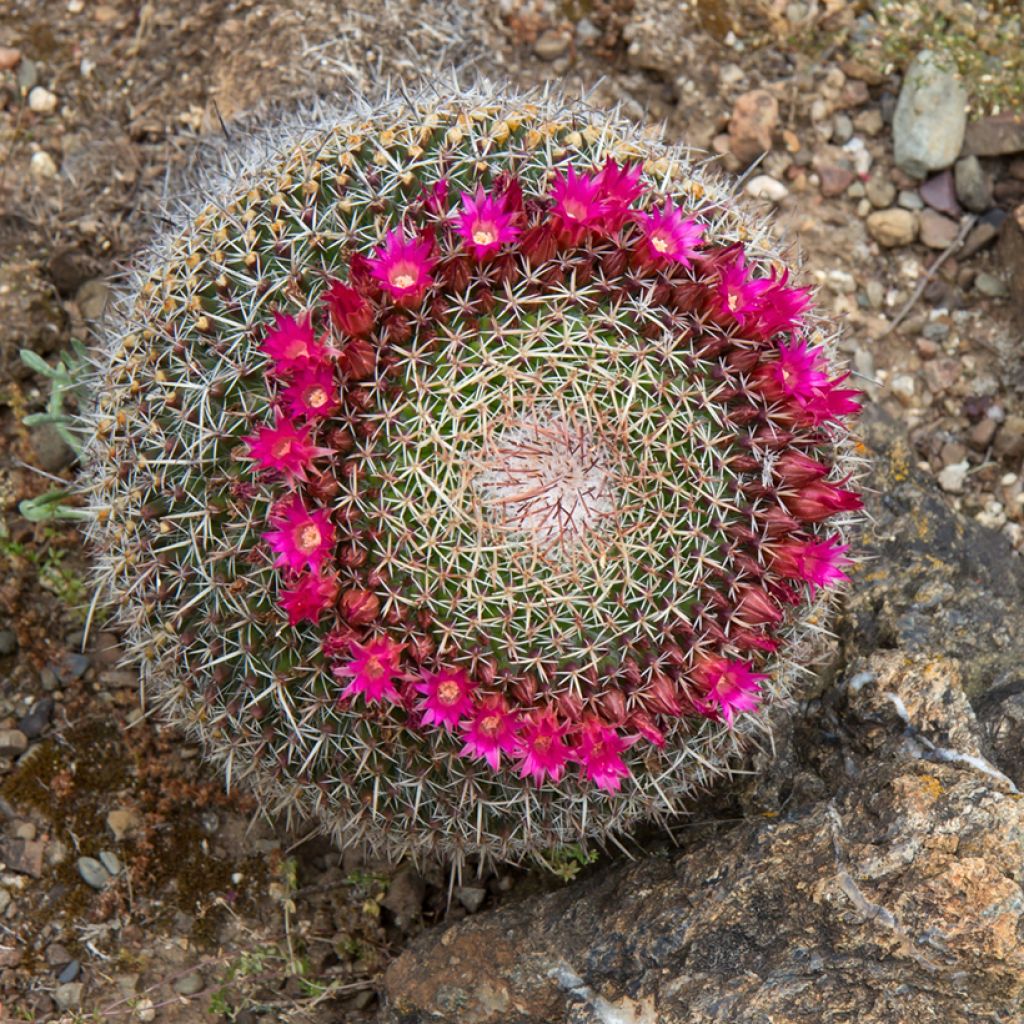 Mammillaria hahniana - Old lady cactus