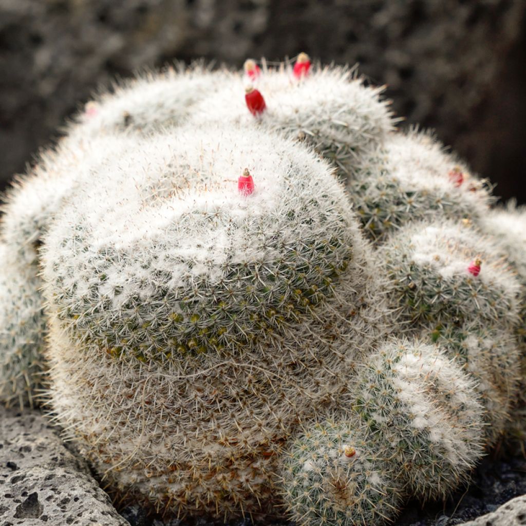 Mammillaria hahniana - Old lady cactus