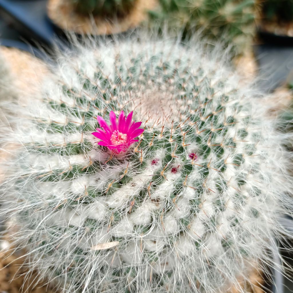 Mammillaria hahniana - Old lady cactus
