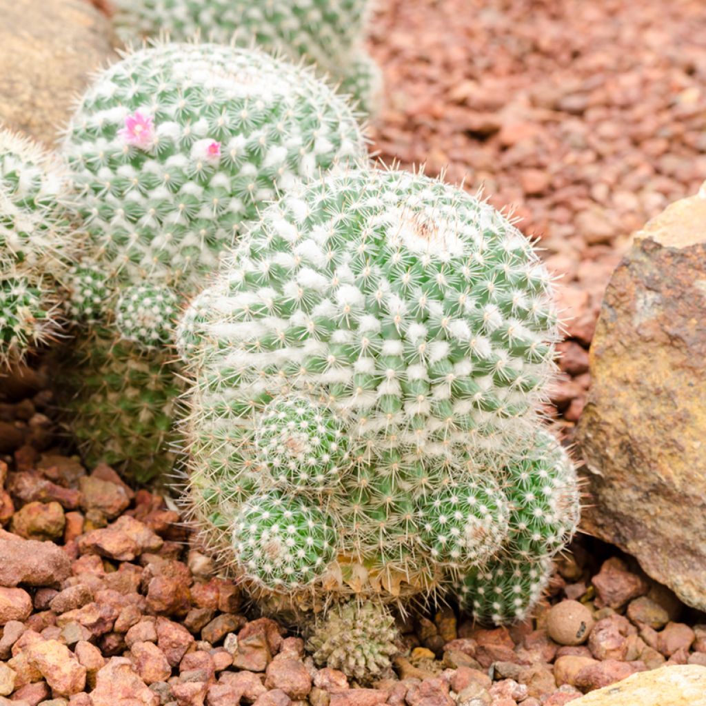 Mammillaria hahniana - Old lady cactus