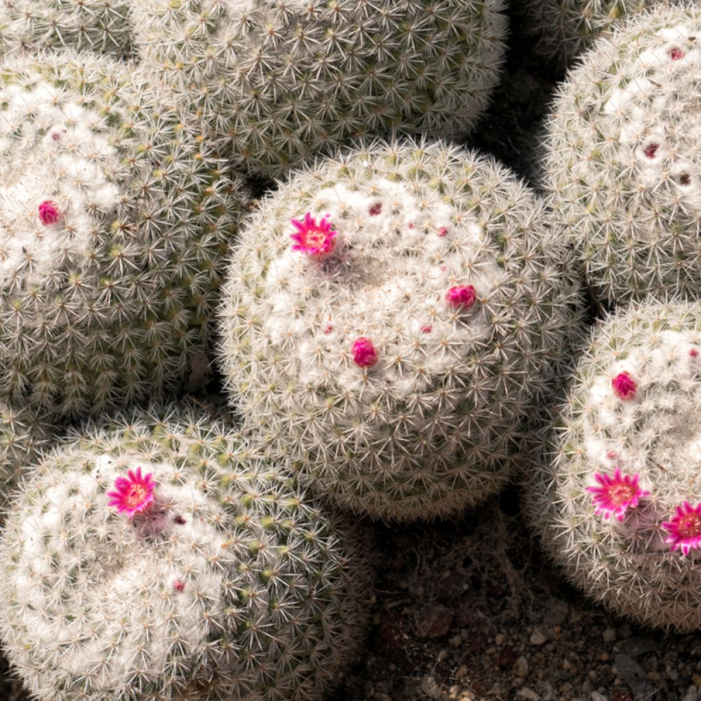 Mammillaria hahniana - Old lady cactus