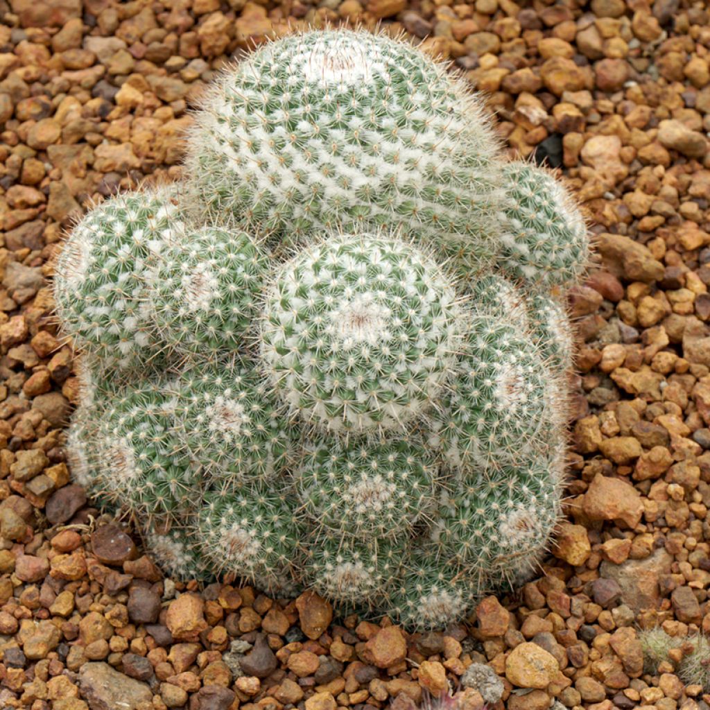 Mammillaria hahniana - Old lady cactus