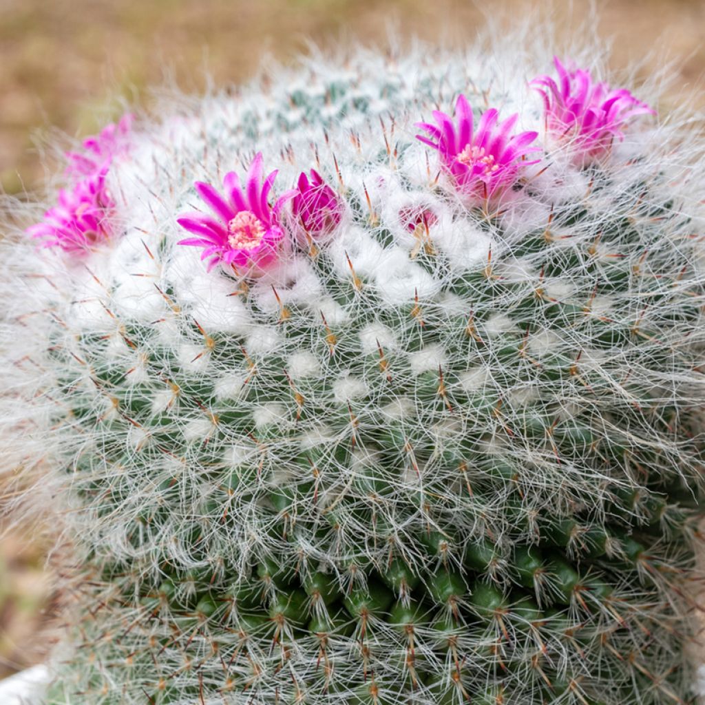 Mammillaria hahniana - Old lady cactus