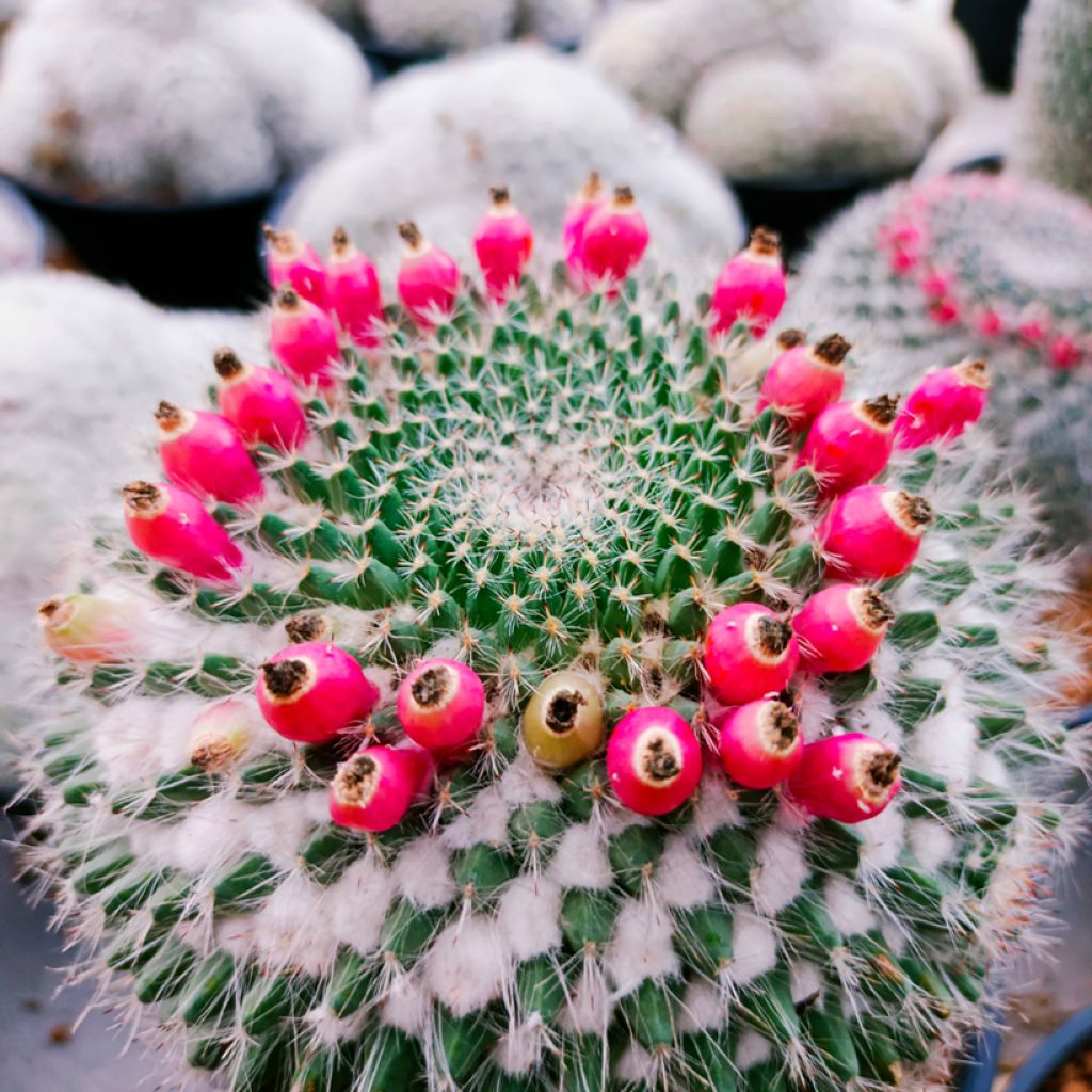 Mammillaria hahniana - Old lady cactus