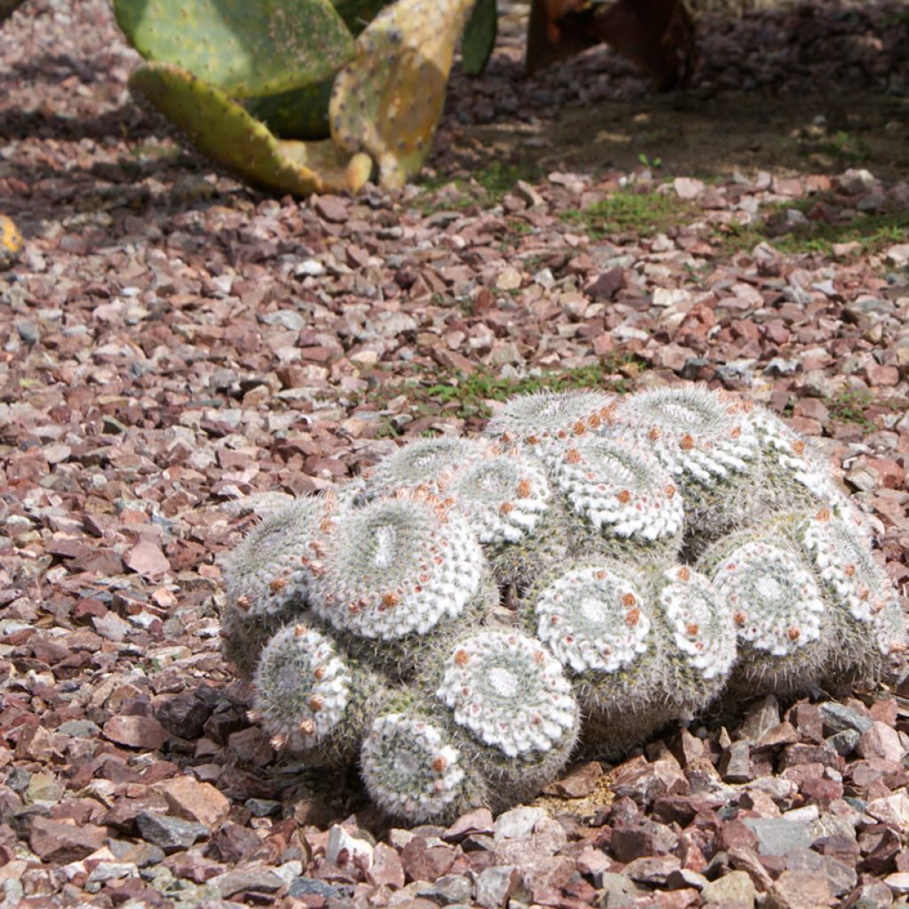 Mammillaria hahniana - Old lady cactus