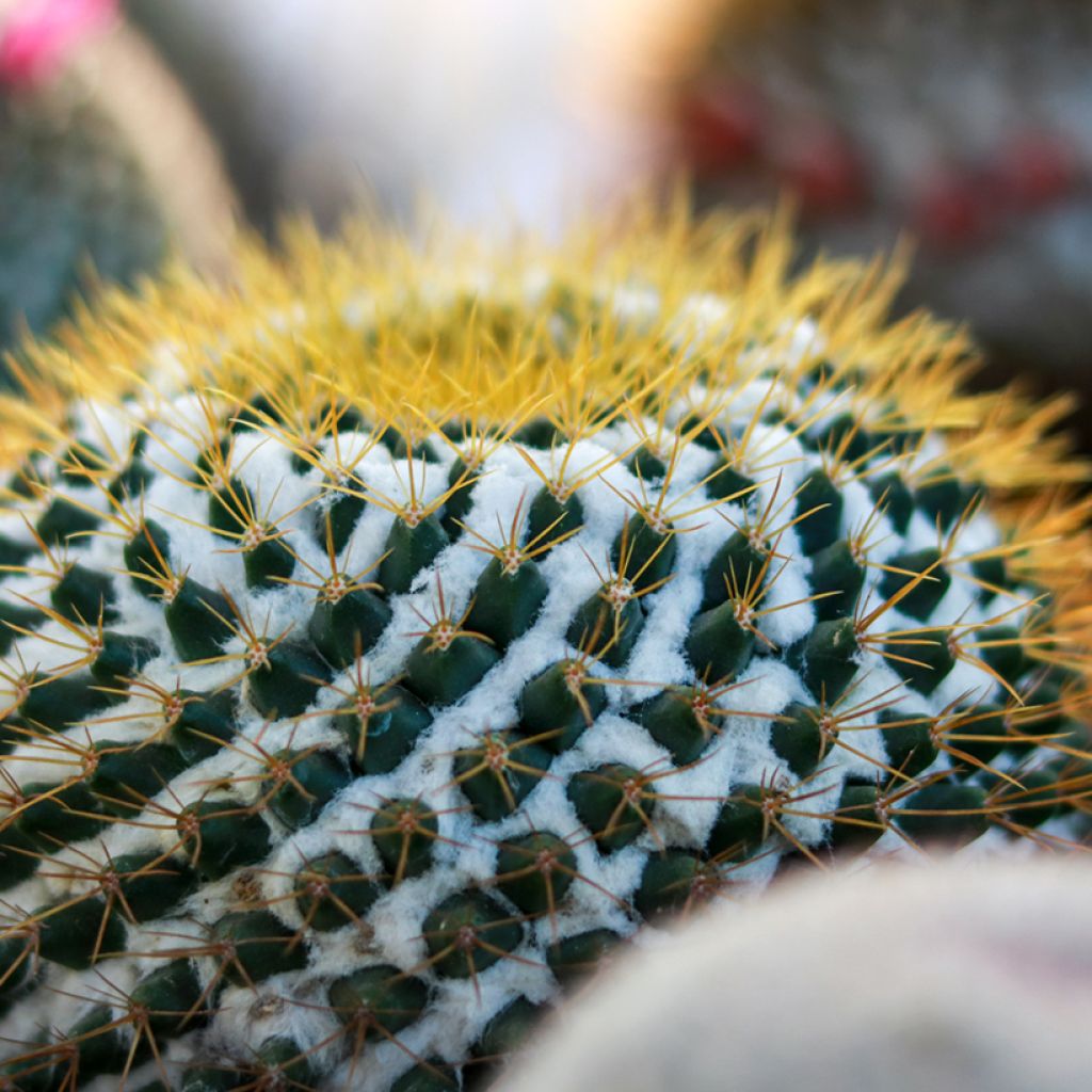 Mammillaria marksiana - cactus