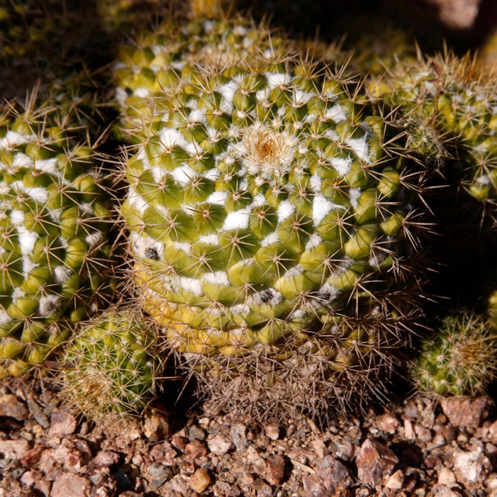 Mammillaria marksiana - cactus