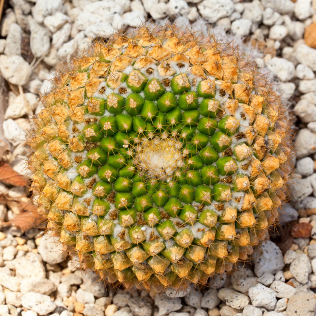 Mammillaria marksiana - cactus