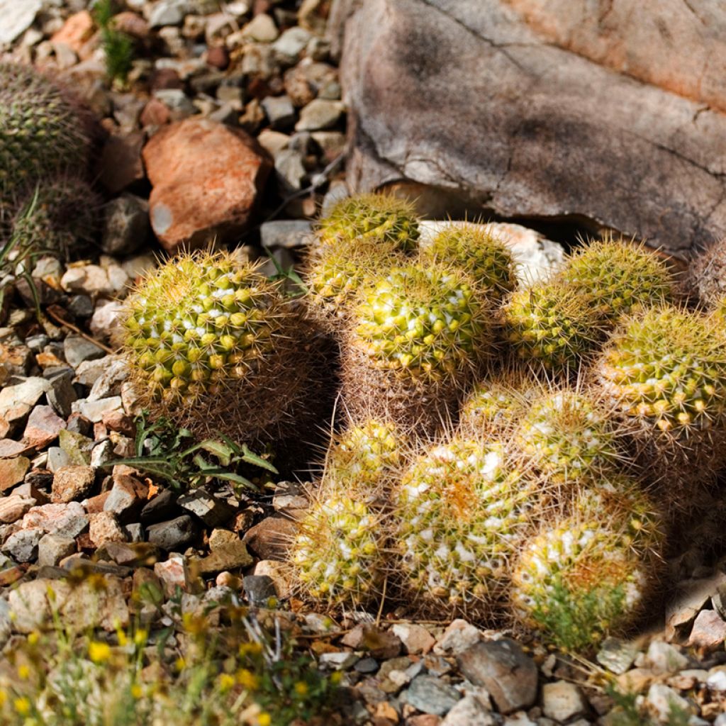 Mammillaria marksiana - cactus