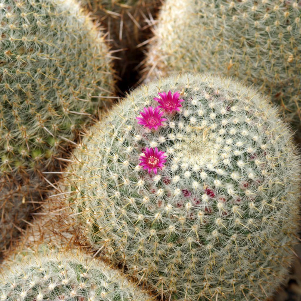 Mammillaria muehlenpfordtii - Golden pincushion cactus