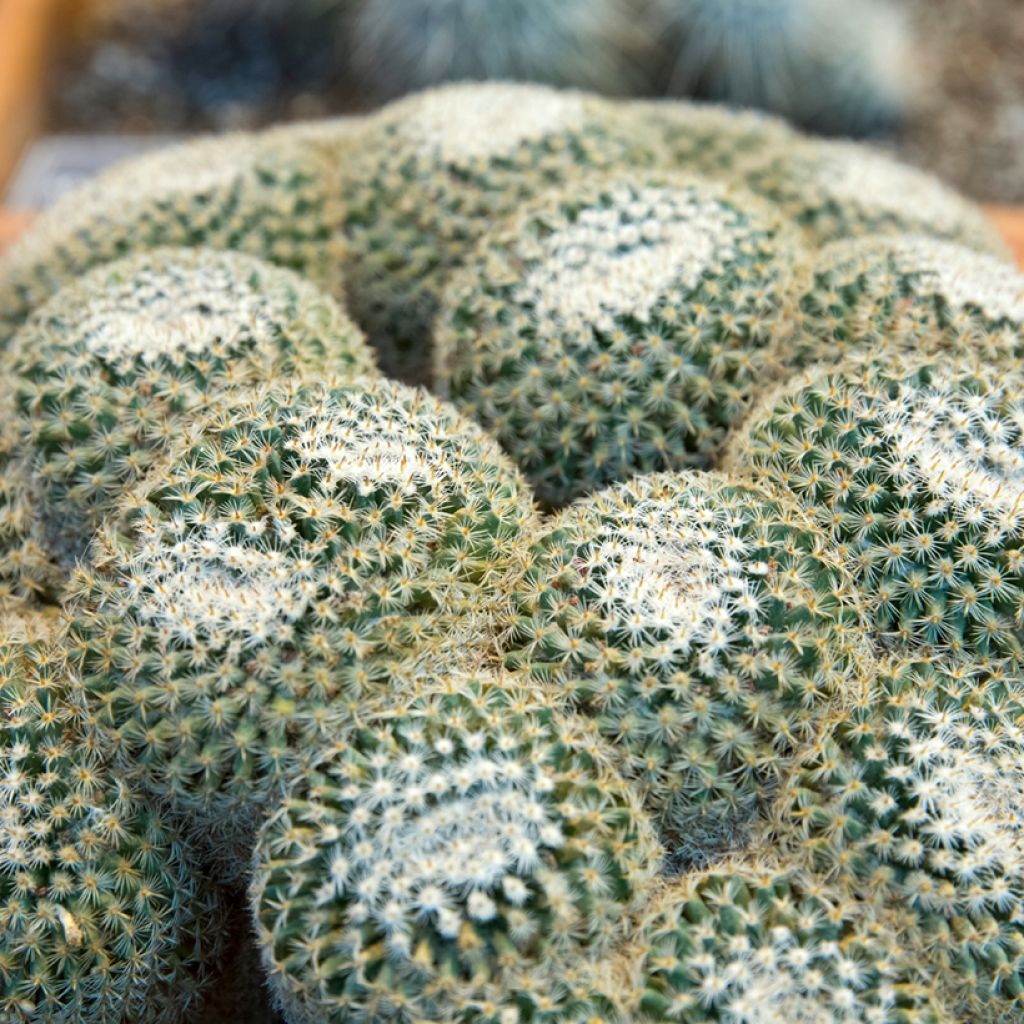 Mammillaria muehlenpfordtii - Golden pincushion cactus