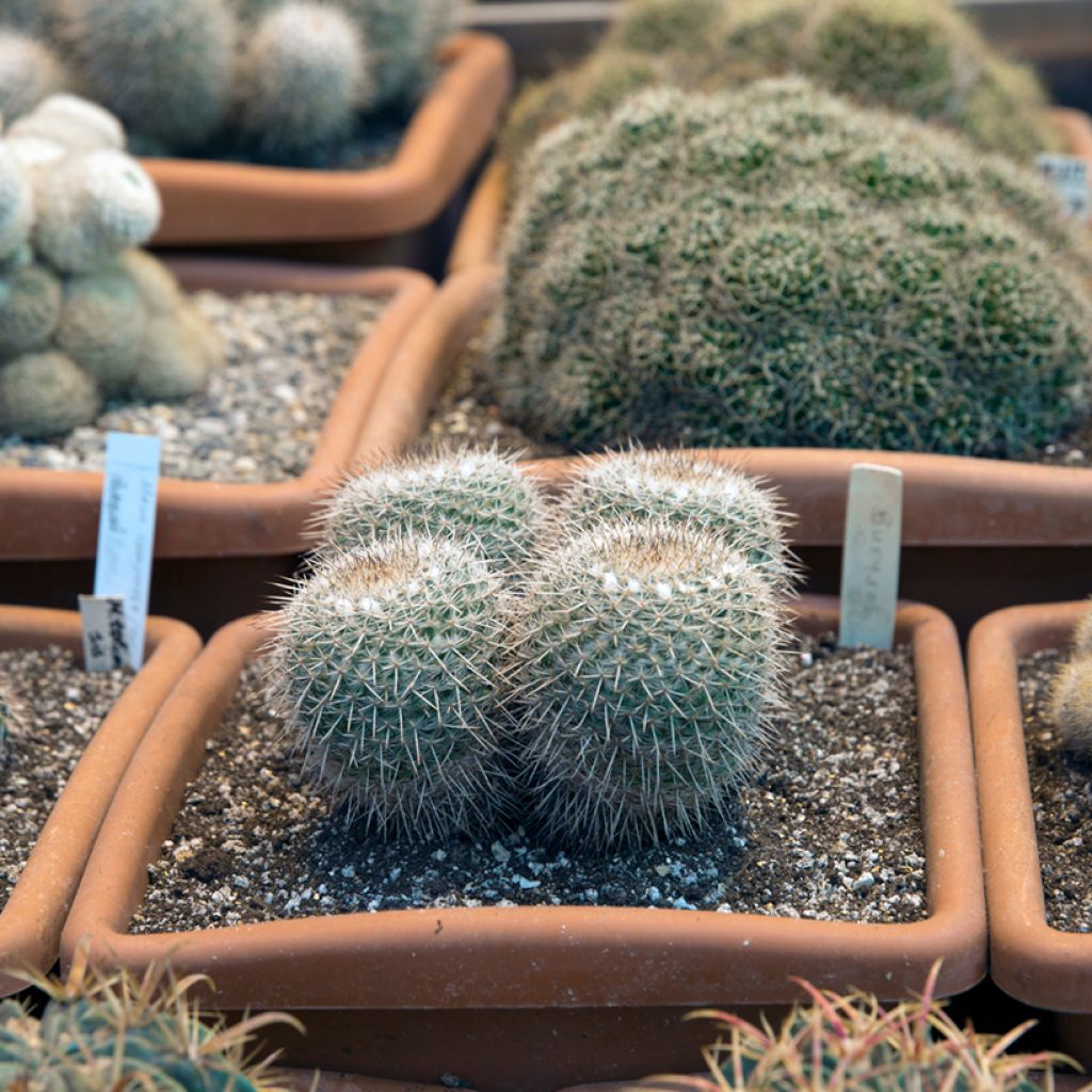 Mammillaria muehlenpfordtii - Golden pincushion cactus