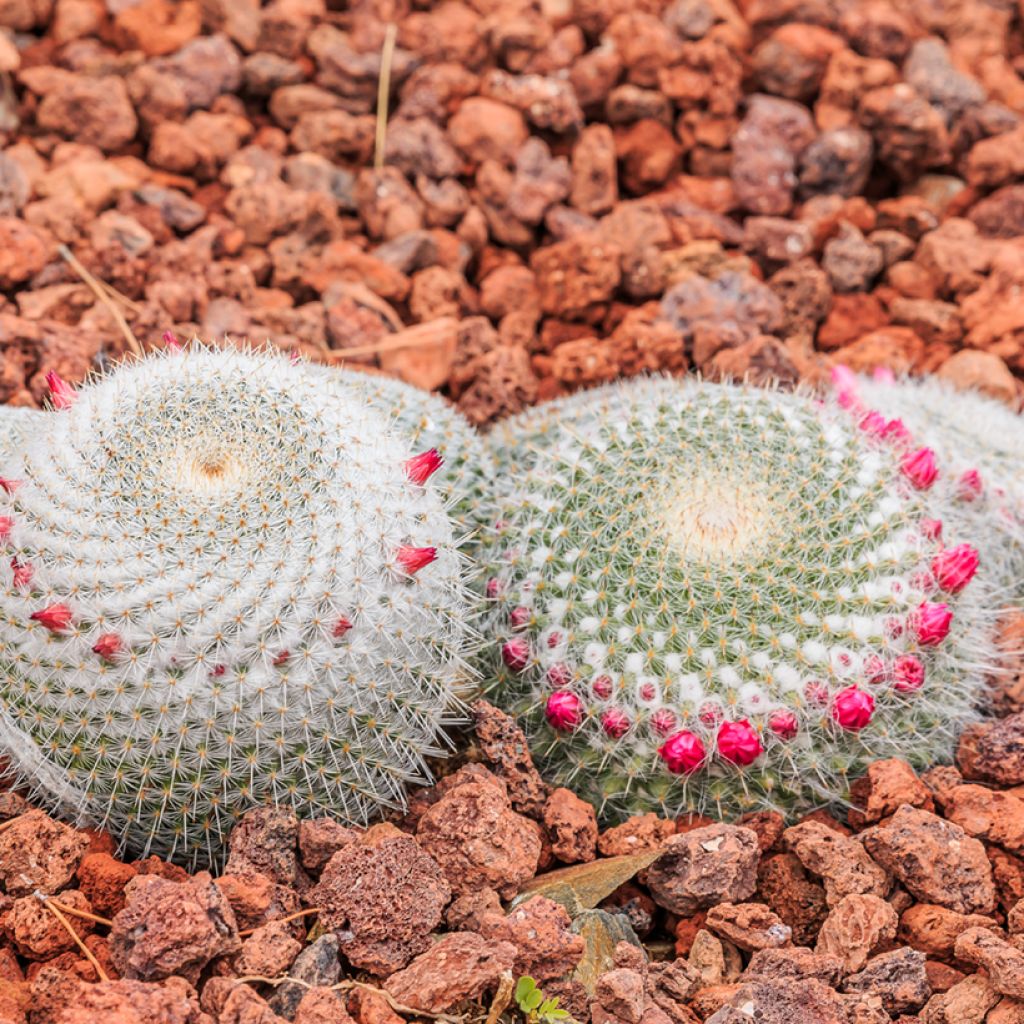 Mammillaria muehlenpfordtii - Golden pincushion cactus