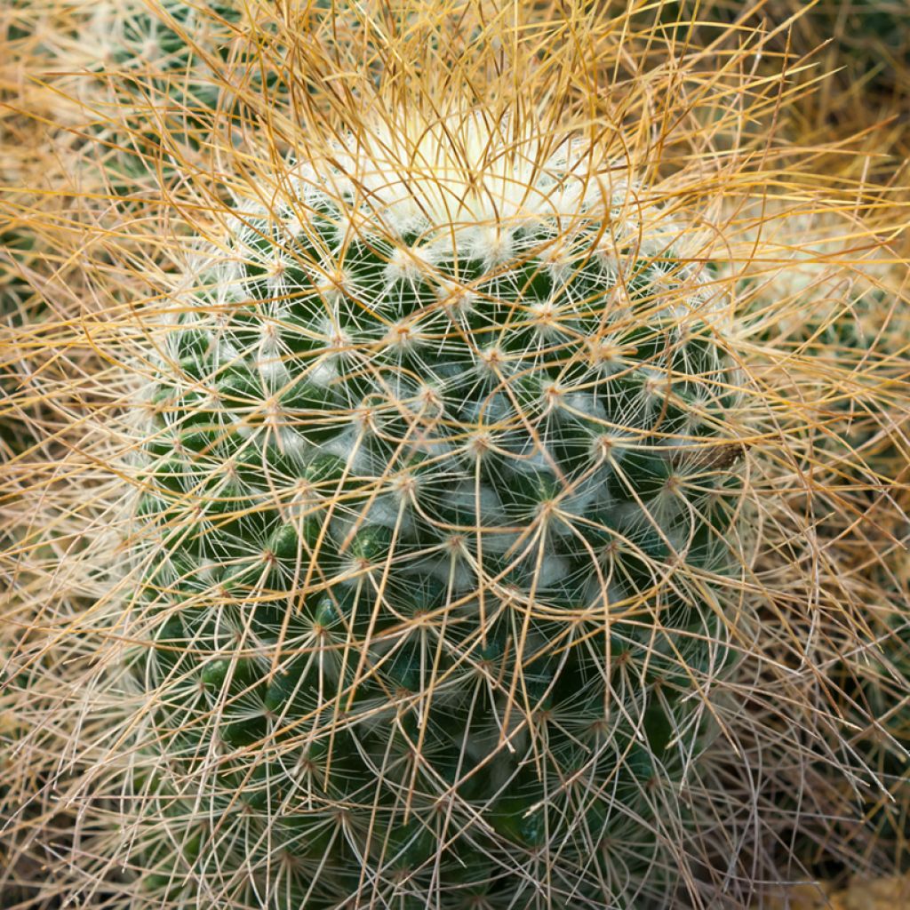 Mammillaria rhodantha subsp. pringlei - lemon ball cactus
