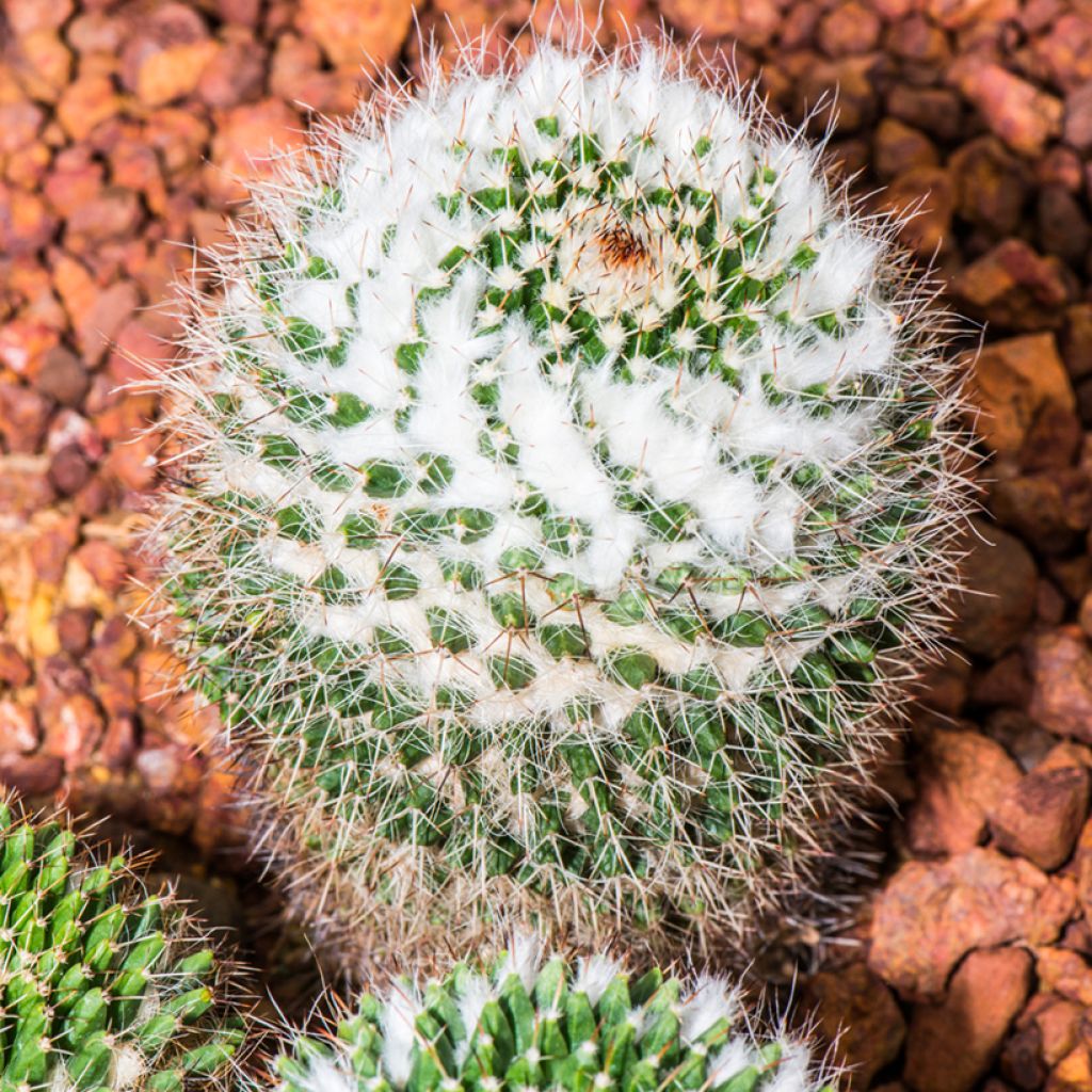 Mammillaria rhodantha subsp. pringlei - lemon ball cactus