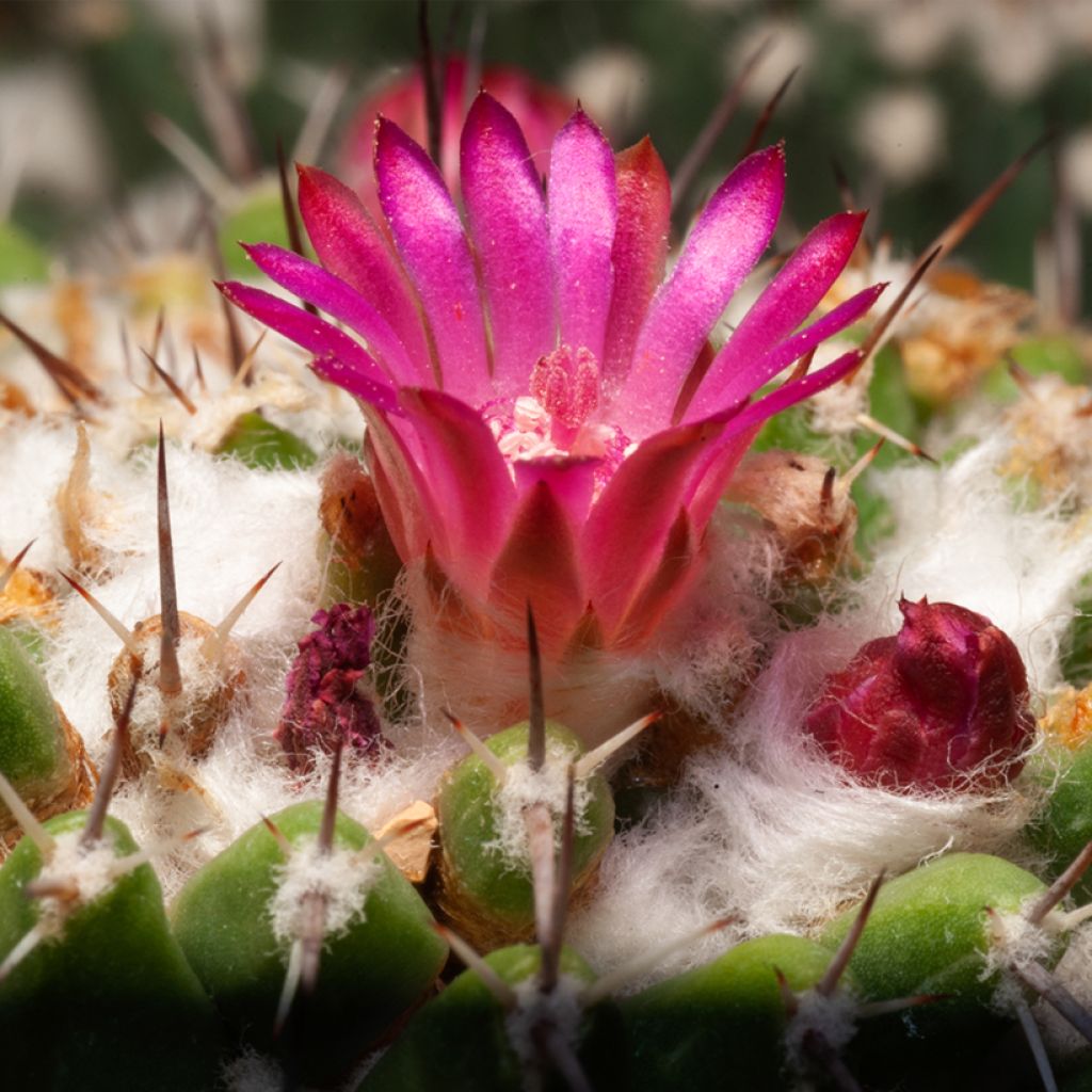 Mammillaria rhodantha subsp. pringlei - lemon ball cactus