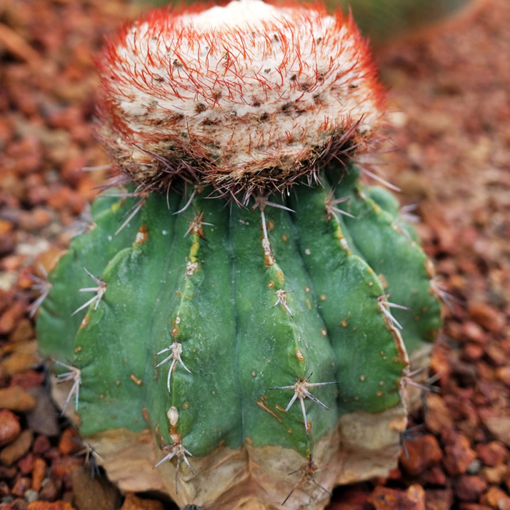 Melocactus bahiensis - Cactus melon