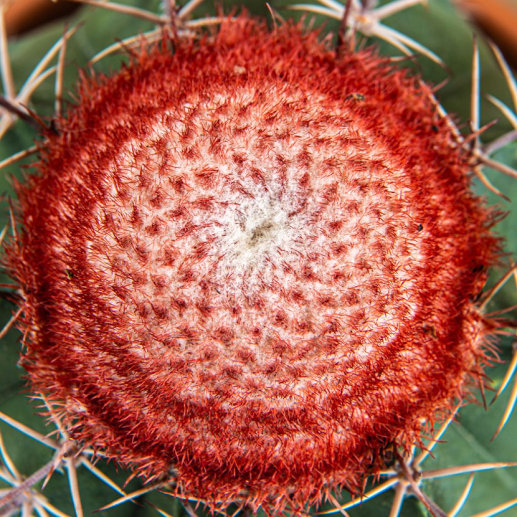 Melocactus bahiensis - Cactus melon
