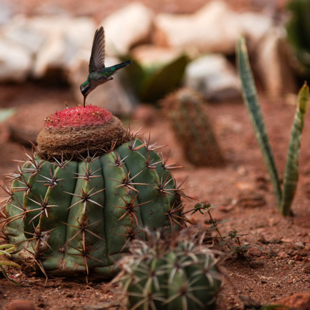 Melocactus bahiensis - Cactus melon