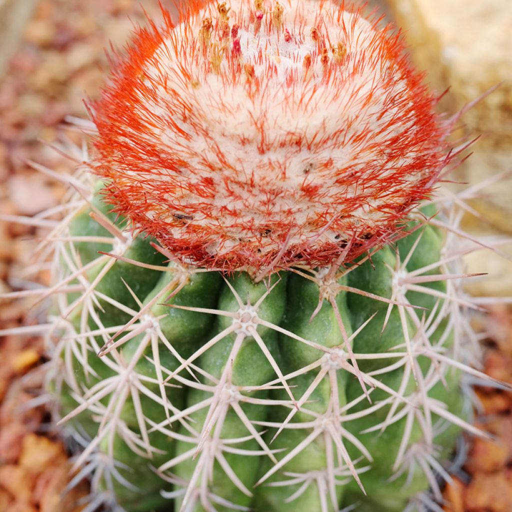 Melocactus bahiensis - Cactus melon