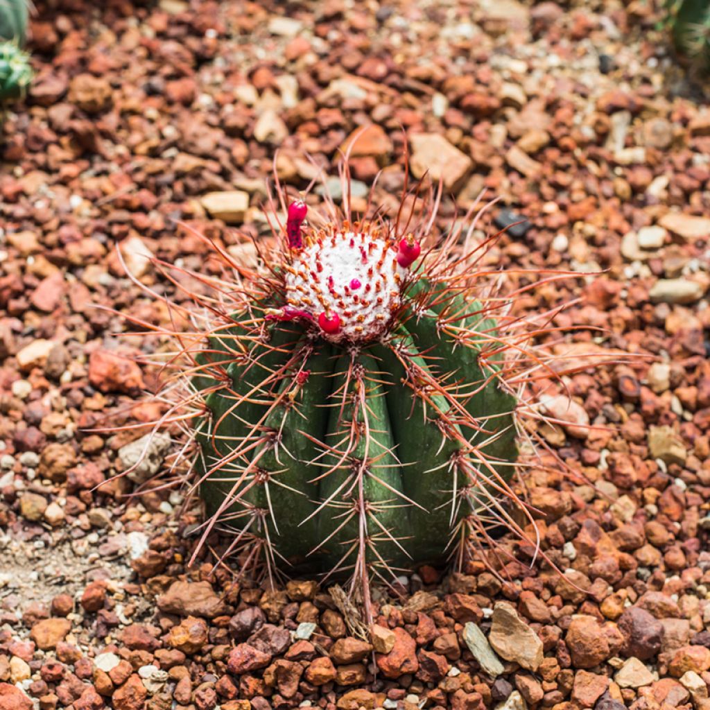 Melocactus bahiensis - Cactus melon