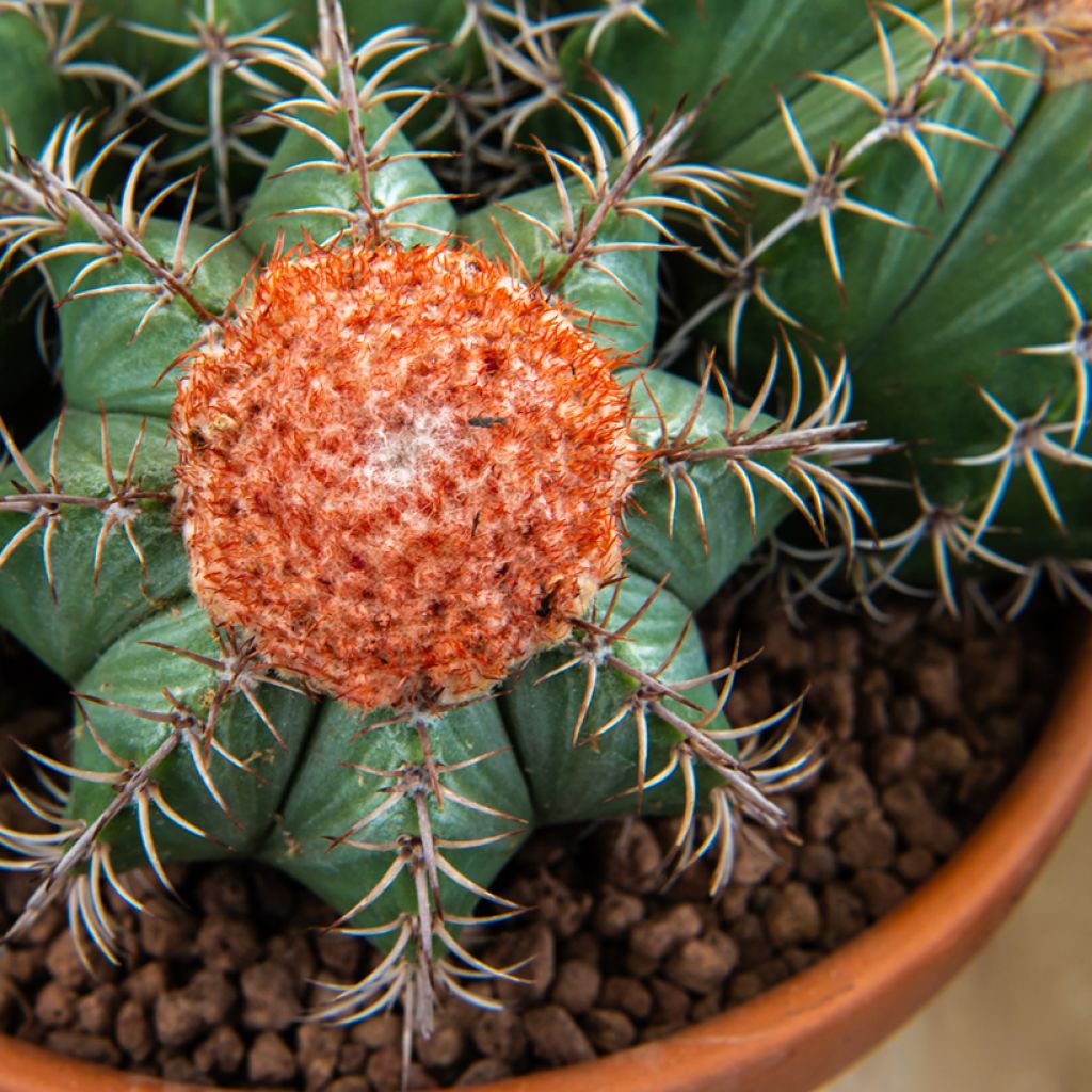 Melocactus bahiensis - Cactus melon