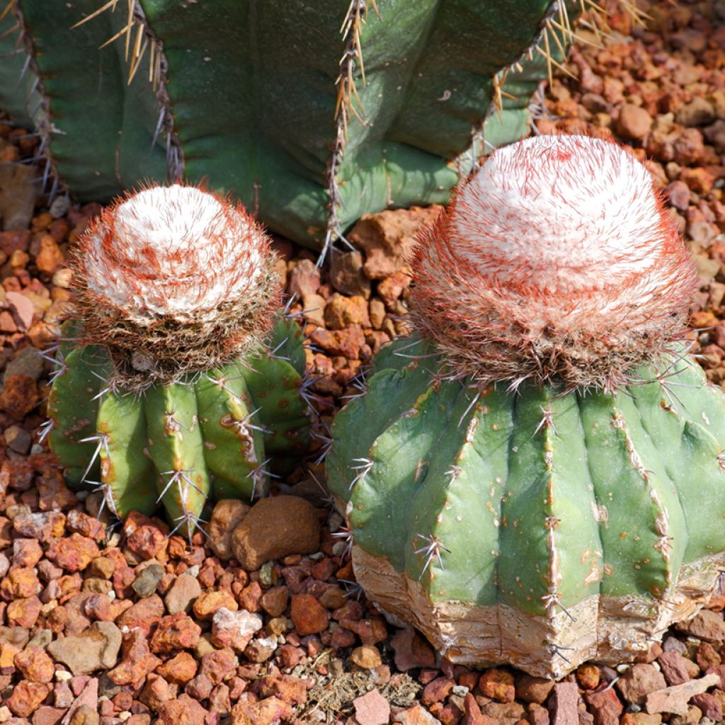 Melocactus bahiensis - Cactus melon