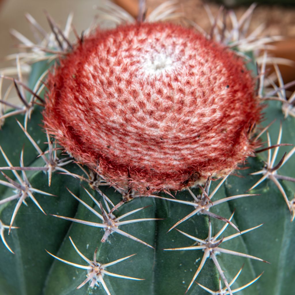 Melocactus bahiensis - Cactus melon
