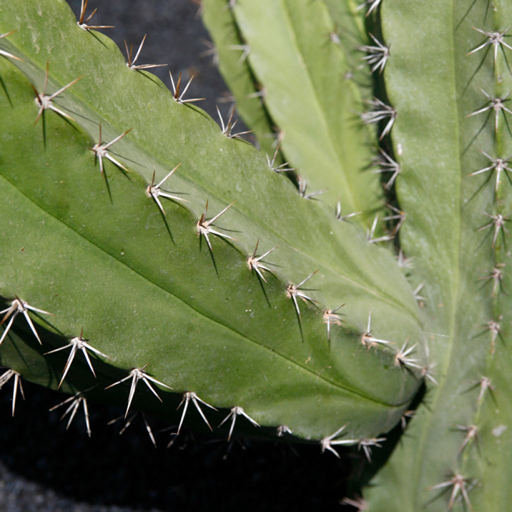 Polaskia chende - cactus