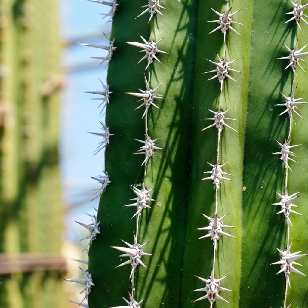 Polaskia chende - cactus