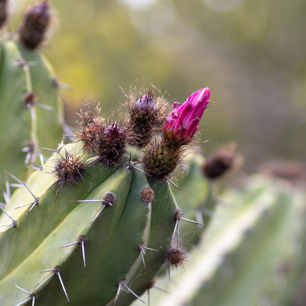 Polaskia chende - cactus