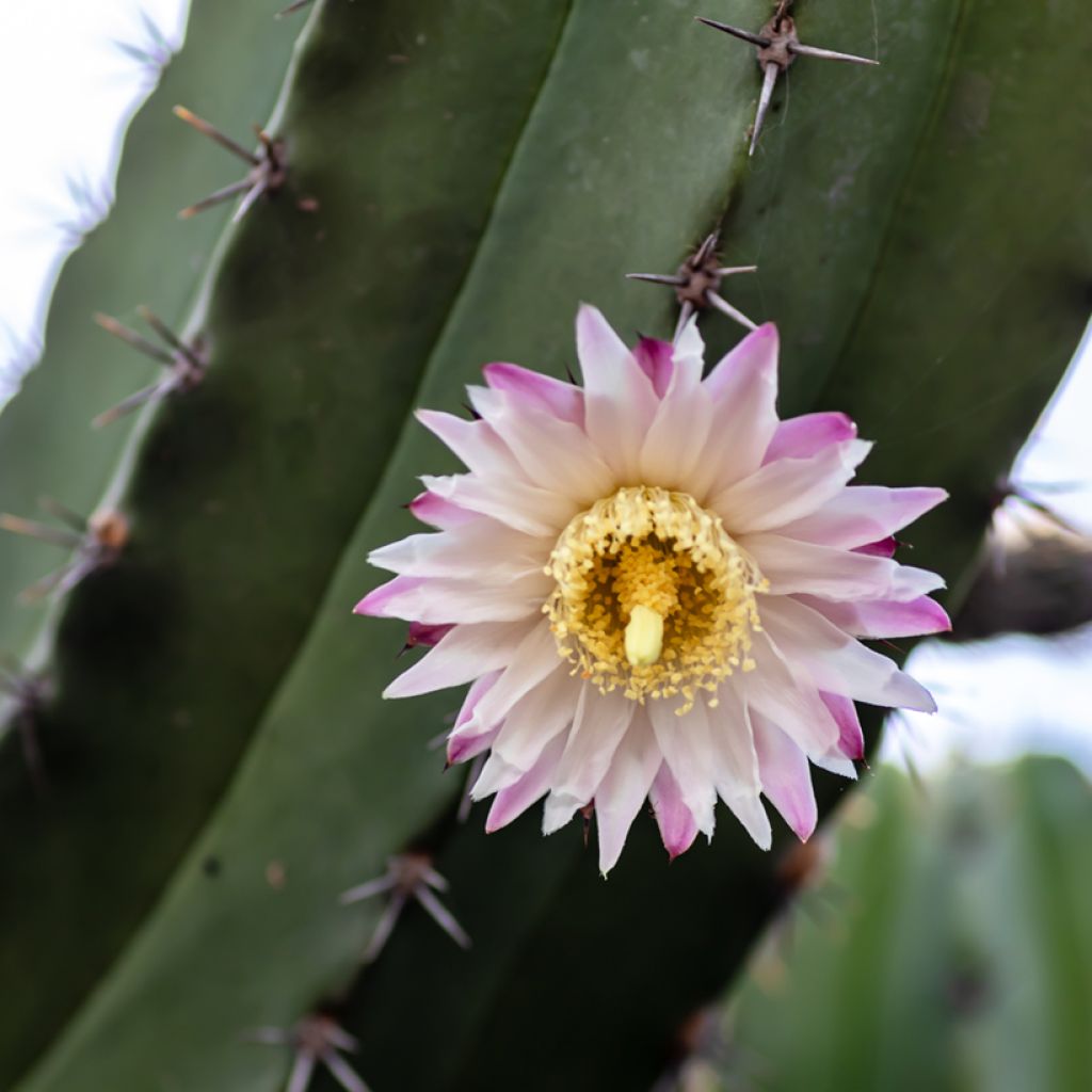 Polaskia chende - cactus