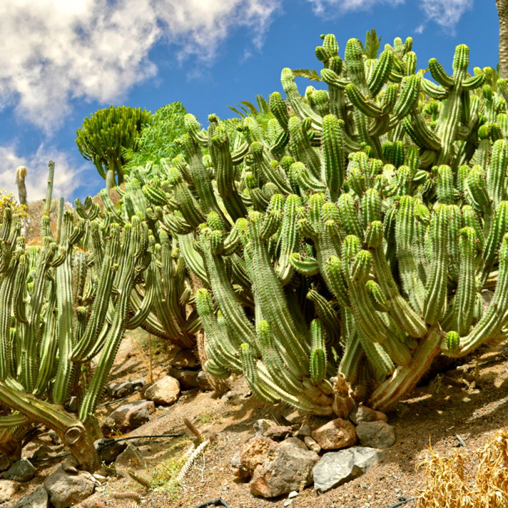 Polaskia chichipe - cactus