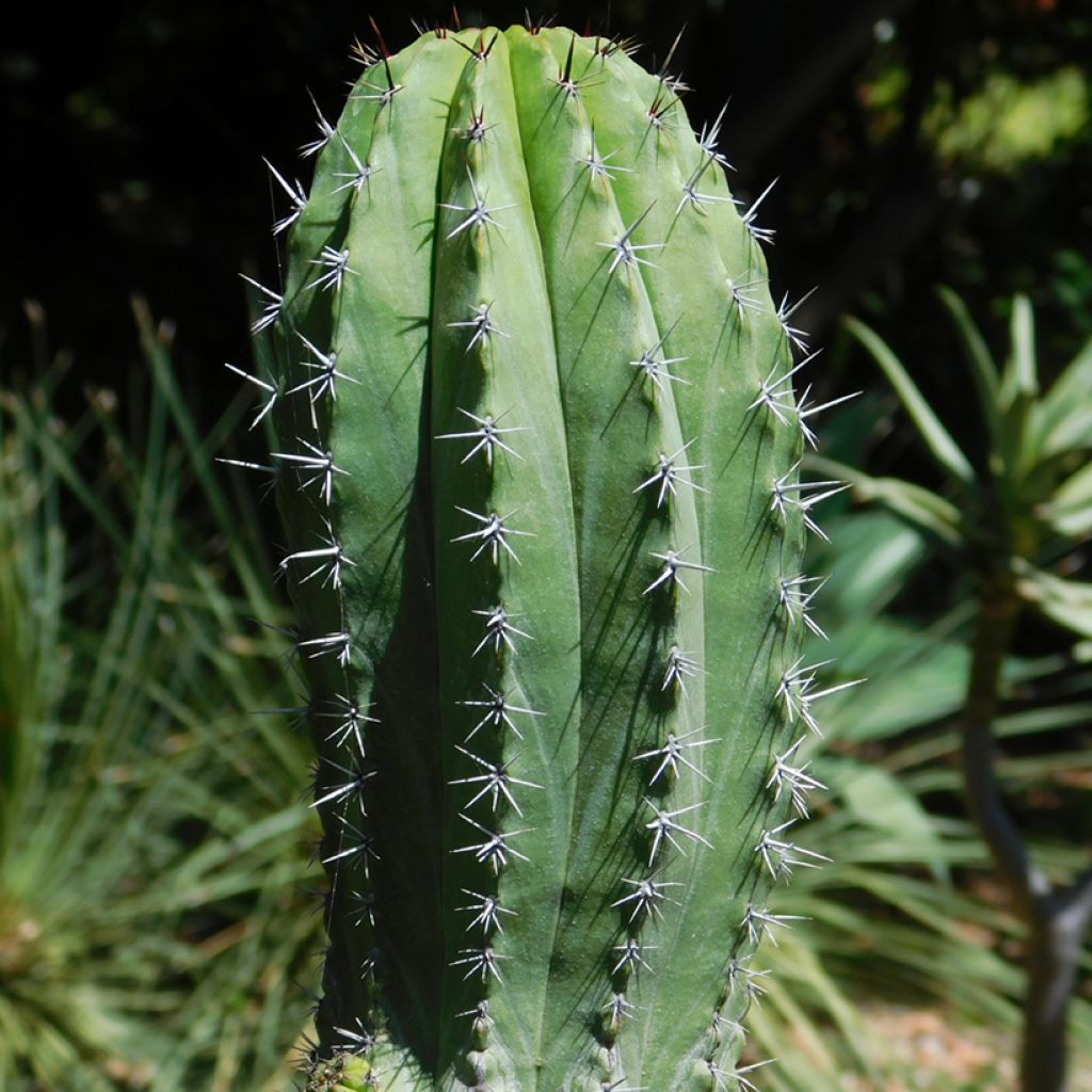 Polaskia chichipe - cactus