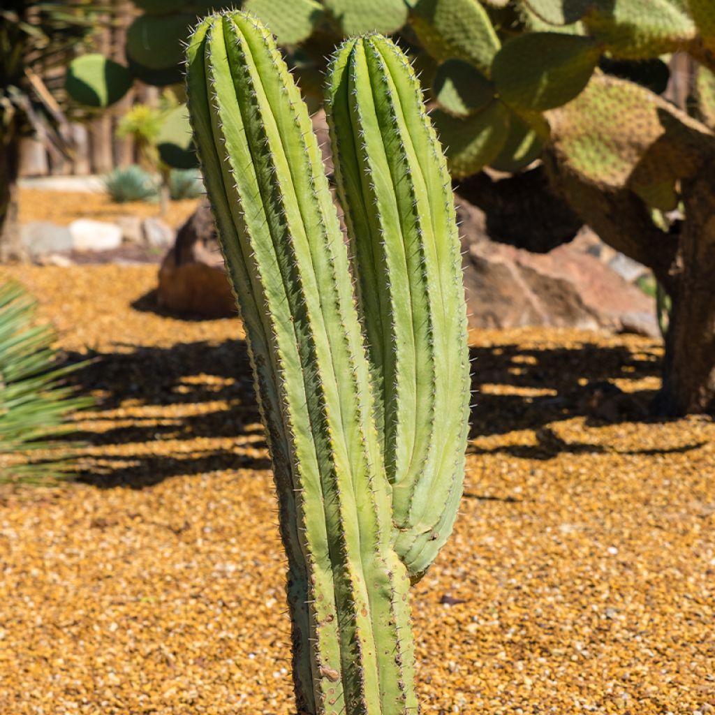 Polaskia chichipe - cactus