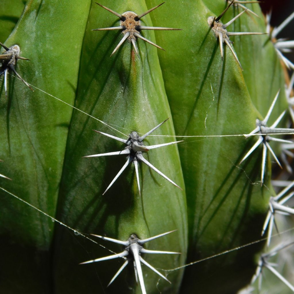 Polaskia chichipe - cactus