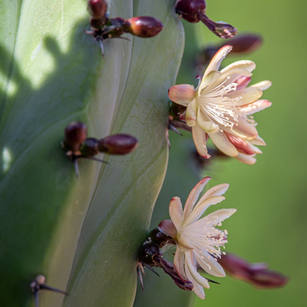 Polaskia chichipe - cactus