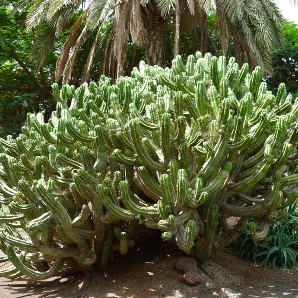 Polaskia chichipe - cactus